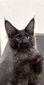 Purebred Male Black Smoke Mainecoon kitten.