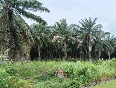 Mixed Development Land in Tasek Gelugor, PNG