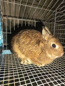 ARNAB RABBIT  baka ND dan HL pure