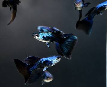 Guppy Fish Blue Head Moscow Black Ikan Aquarium