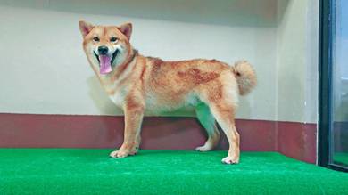Shiba Inu 18 months old male