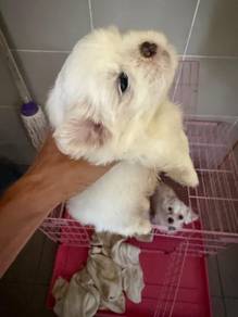 Maltese mix Shihtzu small breed