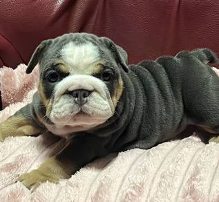 ENGLISH BULLDOG PUPPIES Female C058