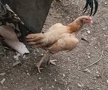 ayam