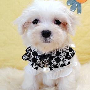 Maltese