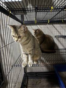 CAT For REHOME