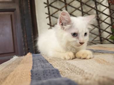 Maine Coon Mix Kitten