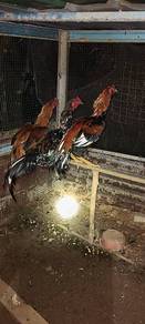 Ayam batang kaki