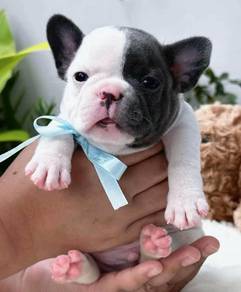 FRENCH BULLDOG PUPPIES 🌻VIP25  Boy Panda