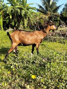ibu kambing cukup umur 