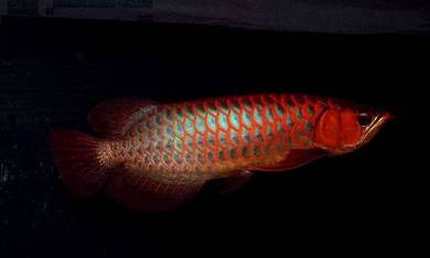Arowana blood red 16 inch 3a quality-wholesale