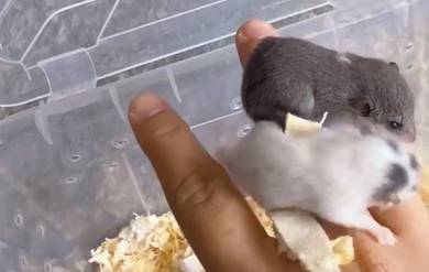 2 ekor male Dormouse | Micro Squirrel | Dormice