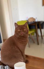 Cinnamon BSH Male