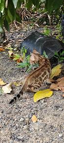 bengal betina