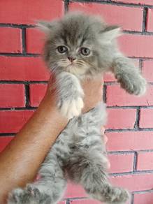 semi flat Kitty 