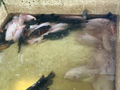 Ikan / Fish Kaloi