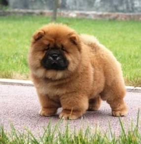 QQ1000 Chow Chow brown haired puppy dog