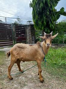 kambing jantan AKIKAH