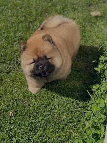 Chow Chow puppies