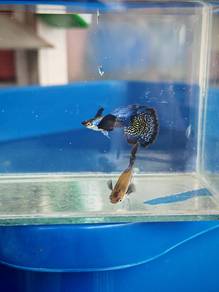ikan guppy