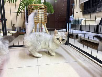 Kitten Munckin Female