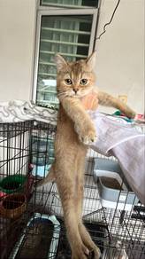 Bsh golden female
