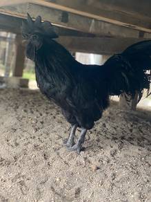 AYAM CEMANI JANTAN GRED A (All black)