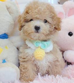 Poodle