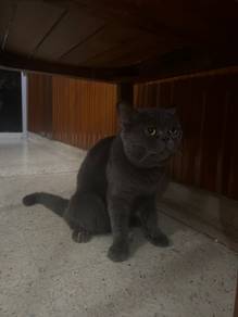 Pure Breed British Shorthair