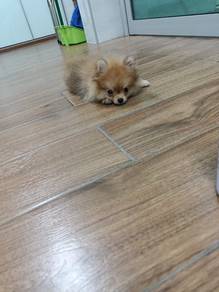 Pomeranian 