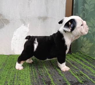 ENGLISH BULLDOG PUPPIES VIP35🐻 BullDog Boy