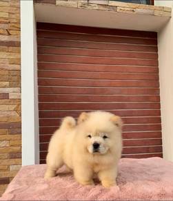 Chow Chow