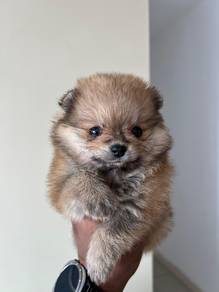 Teacup pomeranian 