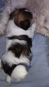 Shih tzu 
