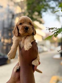 cocker spaniel 15