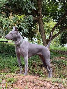 Purebred Thai Ridgeback Puppies for New Homes