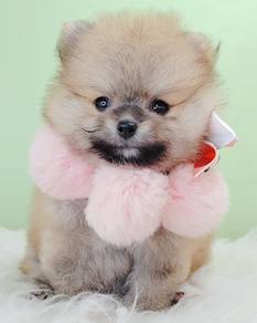 Pomeranian