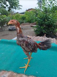 Anak Ayam Batang Kaki 