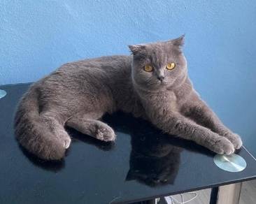 Kucing Scottish Fold Female