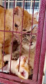 Persian kitten to rehome 