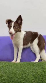 Border collie 4 months old