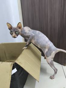 sphynx female bicolour 