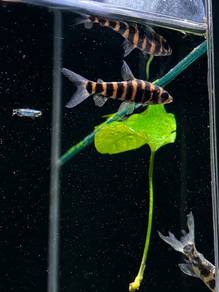 Banded Leporonus
