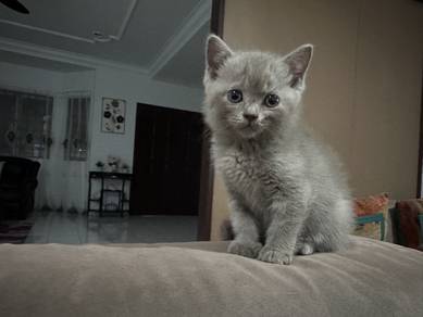 BSH British Shorthair female kittens for rehome.