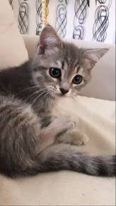 Tabby Kitten