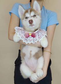Wooly Husky