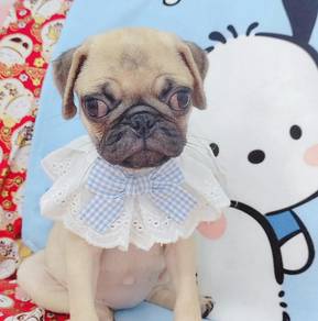 Pug