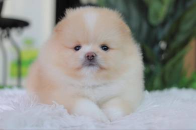 Pomeranian