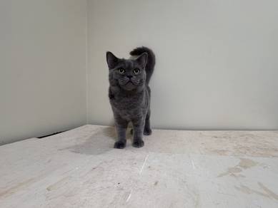 Bsh Blue Male