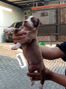Pitbull